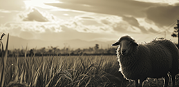 GOOD SHEPHERD